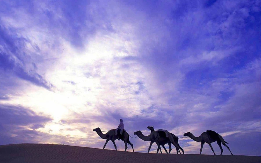 Camel caravan silhouetted against a purple desert sky